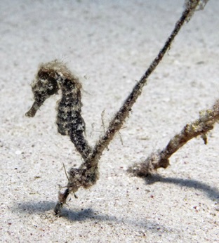 Seahorse